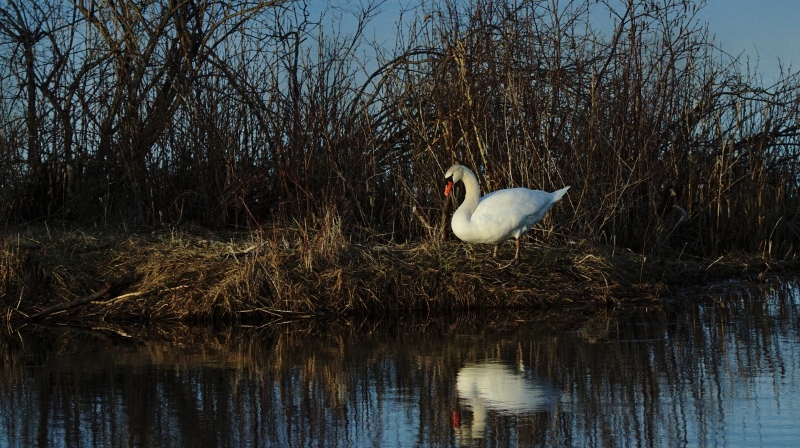 A mute Swan can be seen nesting along the St. Lawrence River in early May 2019 (Image courtesy: Tammy McMartin)