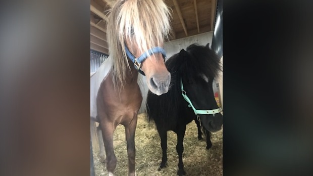Two horses given to the Guelph Humane Society