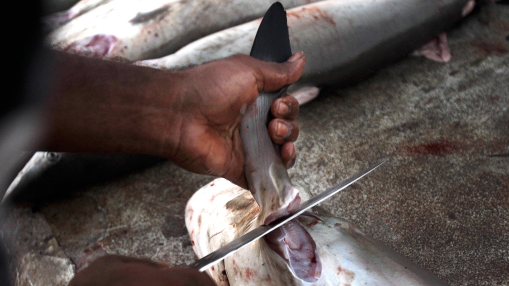 Cutting shark fins