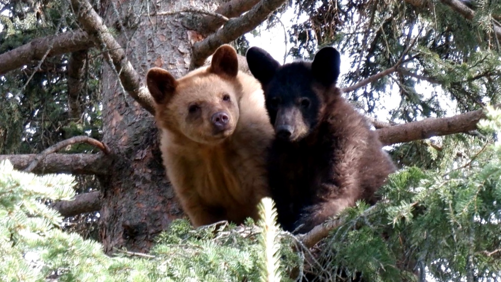 Orphaned bears, released, Cochrane Ecological 