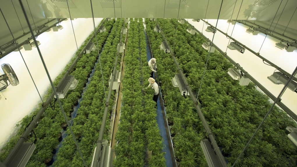 Grow room at Canopy Growth's Tweed facility