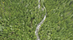An aerial view of Next Creek in British Columbia in an undated handout photo. (THE CANADIAN PRESS/HO - The Nature Conservancy of Canada, Steve Ogle)