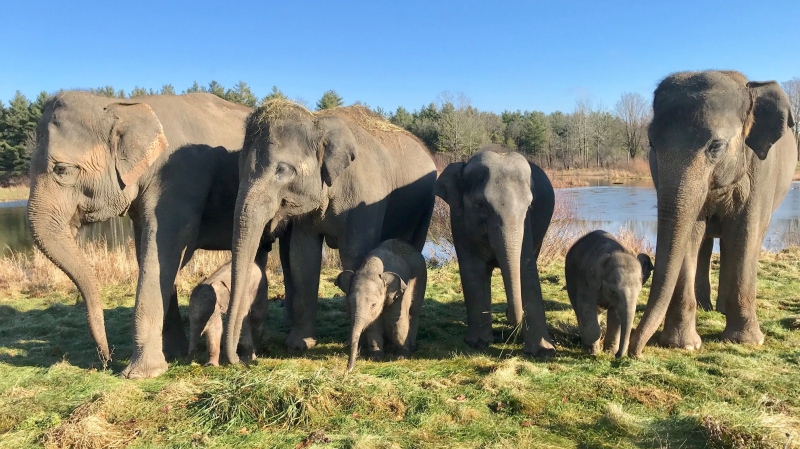 Elephants at African Lion Safari, from L to R: Natasha, Sunita, Opal, Onyx, Nellie, Luna and Lily.