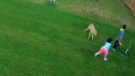 A coyote is seen in security camera video pouncing on a small child in a backyard in Aurora. 