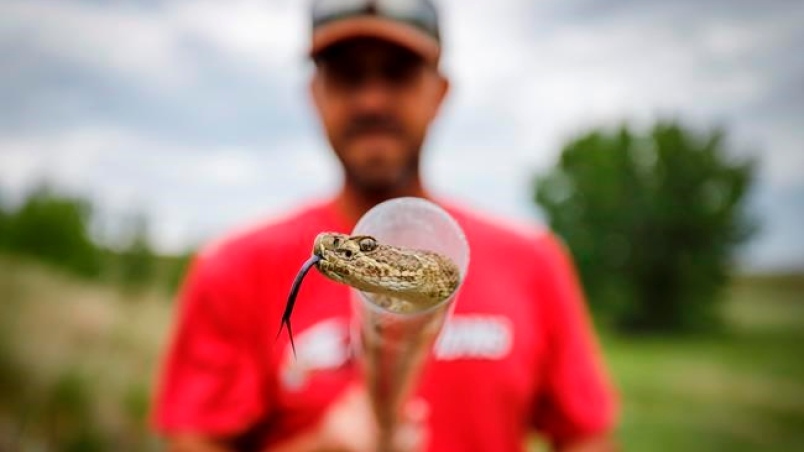 Who you gonna call? Alberta rattlesnake wrangler keeps serpents, citizens  safe | CTV News