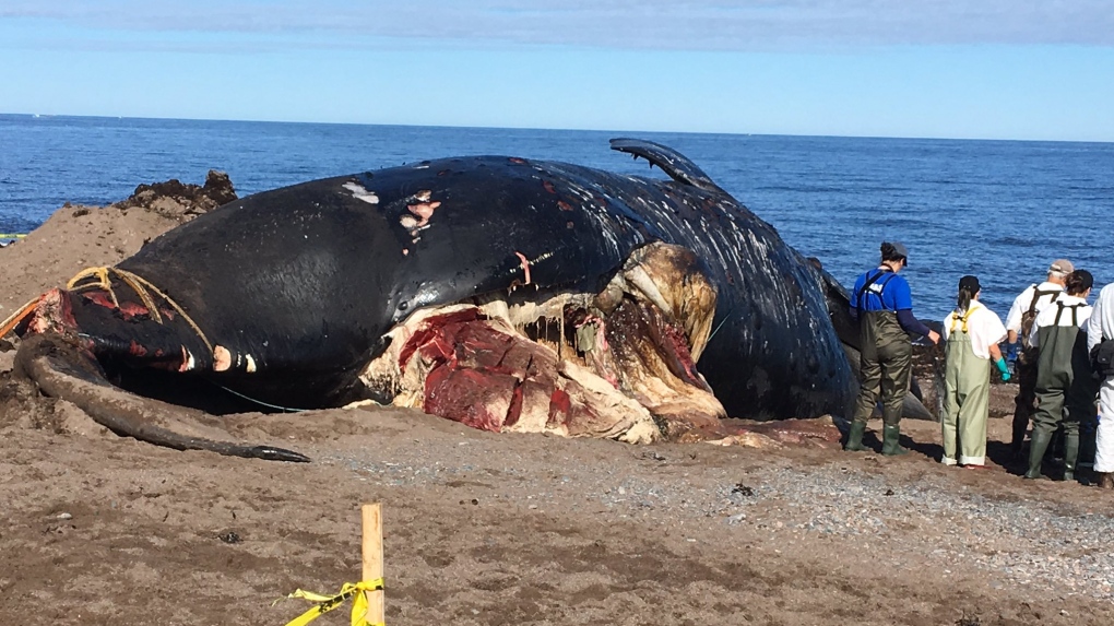 dead whale on Cape Breton beach