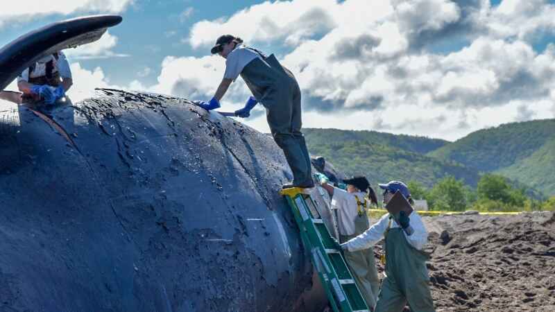 A North Atlantic right whale found dead last week in the Gulf of St. Lawrence has been brought to shore on western Cape Breton for a necropsy. The 40-year-old female whale named Punctuation, was towed late Monday, June 24, 2019 to Petit Etang, N.S. (THE CANADIAN PRESS/HO, DFO/Fisheries and Oceans Canada)