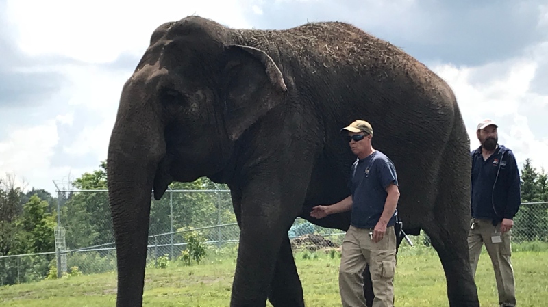 Lucy the elephant at the Edmonton Valley Zoo on June 26, 2019.