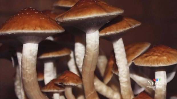 Vancouver Drug Advocate Launches Online Magic Mushroom Dispensary Ctv News