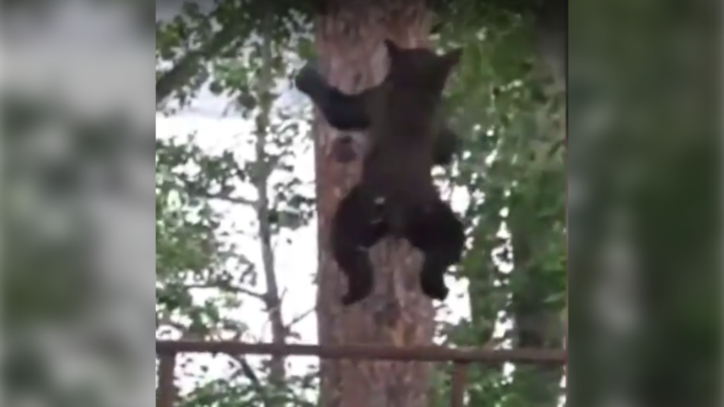 black bear jump