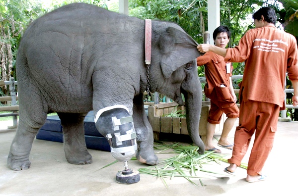Mosha, a 3-year-old elephant, is helped to walk by its keepers after being fitted with a prosthetic leg in Lampang province, northern Thailand, on Saturday, Aug. 15, 2009. (AP / Apichart Weerawong)