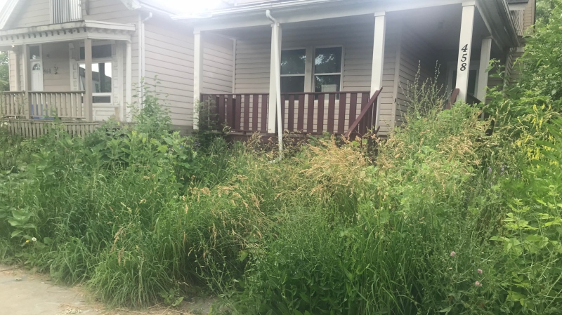 Overgrown grass in the front yard a Windsor home has led neighbours to call in complaints to the city's 311 service. (Rich Garton / CTV Windsor)