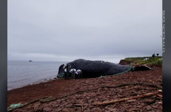 North Atlantic right whale