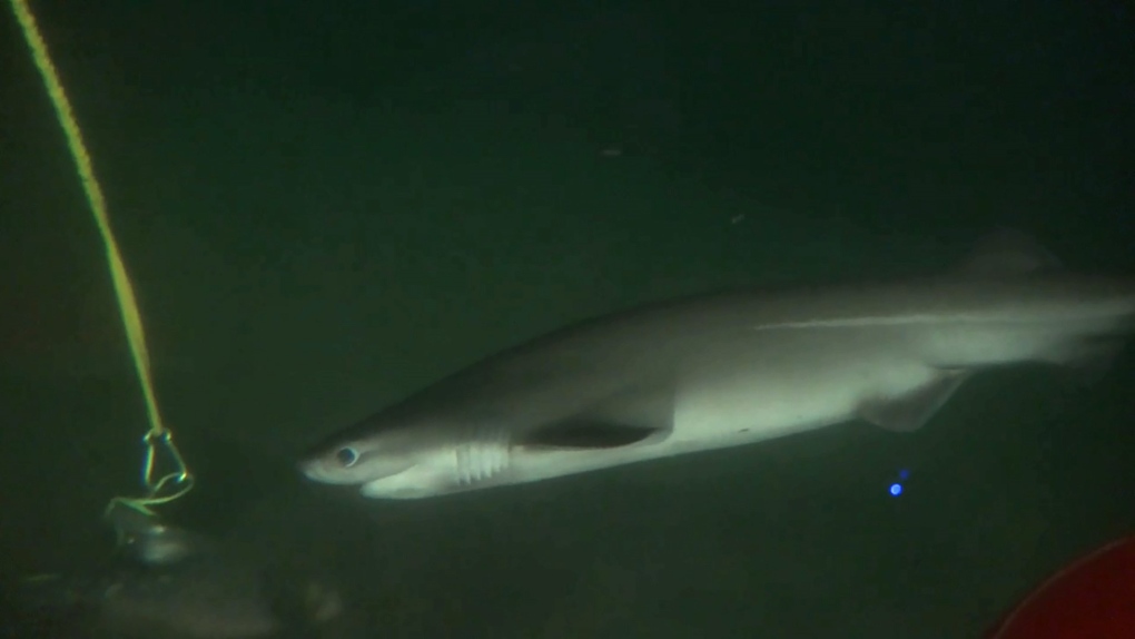 bluntnose sixgill sharks 
