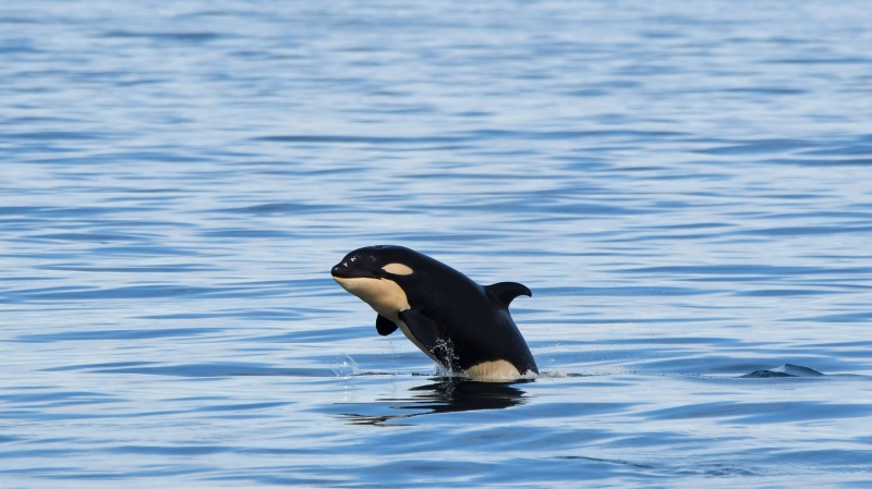 The differing colour patterns of male and female orcas and the presence of mammary slits used for nursing helped researchers identify the calf as a girl. (Brendon Bissonnette)