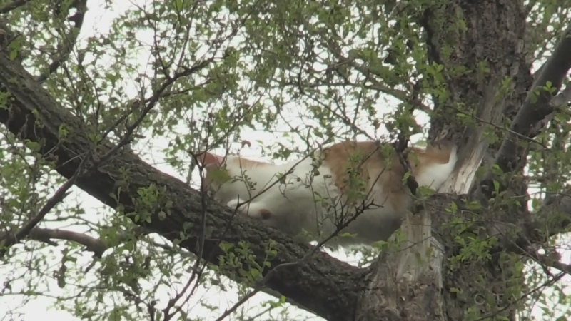 Cat stuck in Tree in London