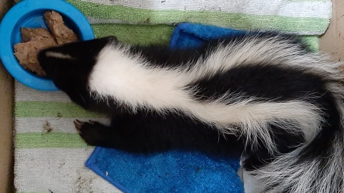 rescued skunk