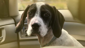 The BC SPCA is reminding dog owners about how quickly a hot car can turn deadly. (BC SPCA)