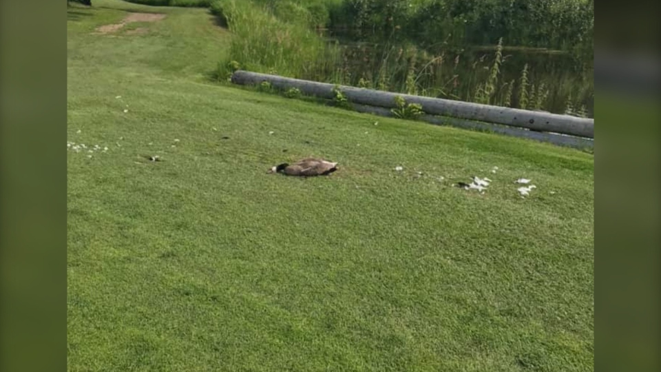 Dead goose at the Sandpiper Golf & Country Club