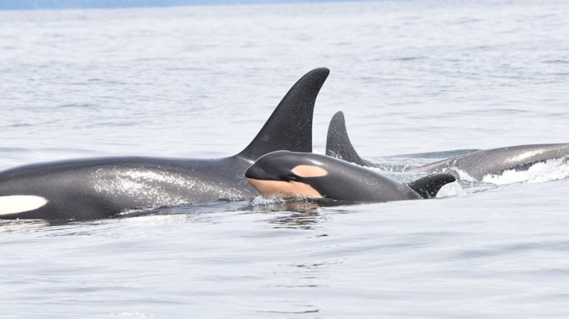 A new orca calf, belonging to J31, was spotted with J, K and L pods off the west coast of Vancouver Island. (DFO Pacific)