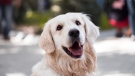 Golden retrievers show up often in reports of DCM, but the FDA says this is likely because their owners have greater awareness of the disease thanks to information spread via social media groups. (Svetozar Milashevich / pexels.com)