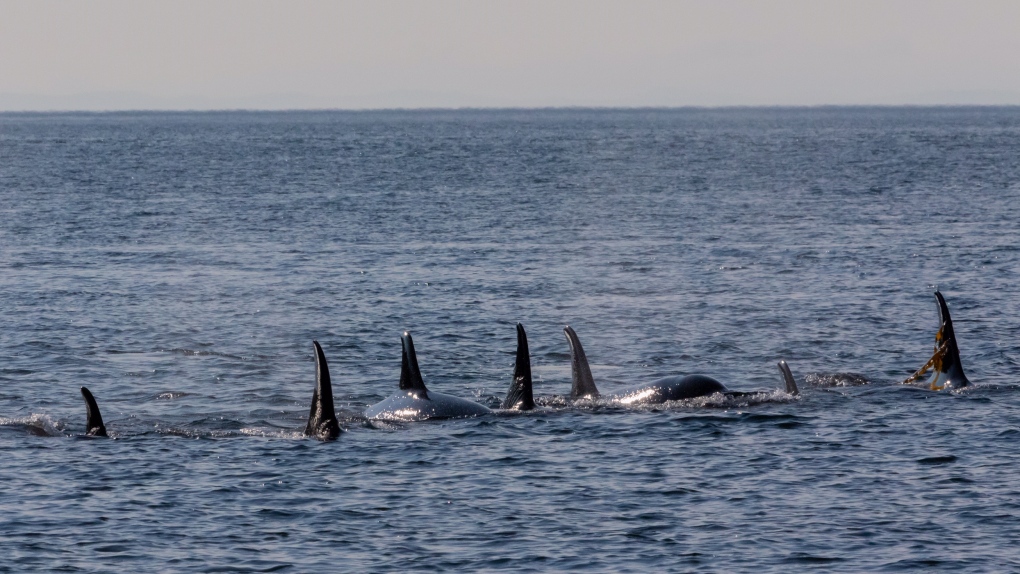 northern resident killer whales