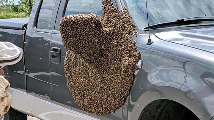 Swarm of bees surround pickup truck parked outside