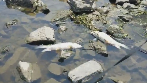 Dead fish wash ashore in Rockland