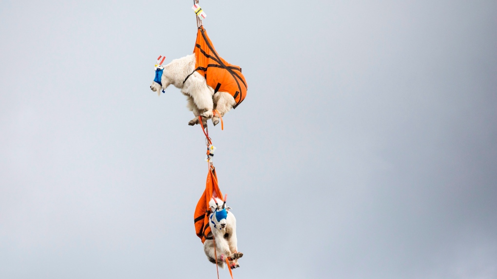flying mountain goats