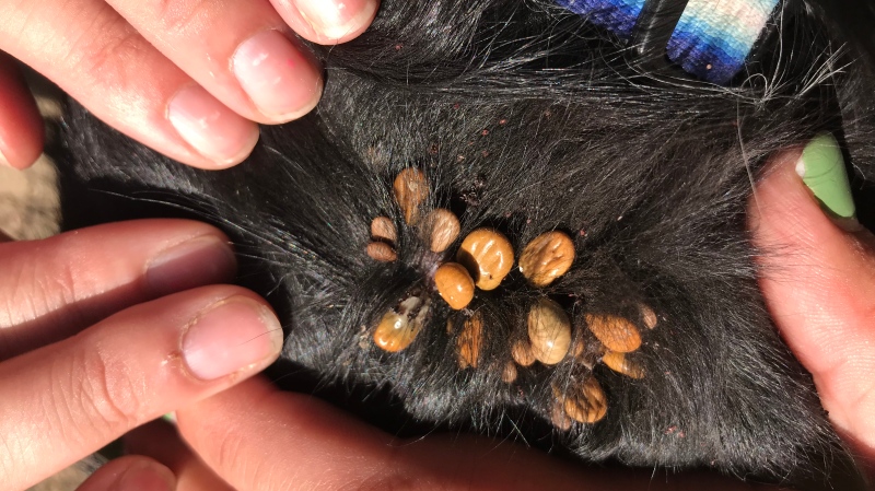 Hazel, a stray dog, was found covered with ticks over the weekend. (Courtesy: Stephanie Senger)