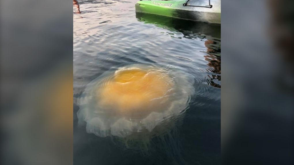 egg yolk jellyfish