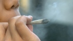 Cannabis research halted by bureaucracy