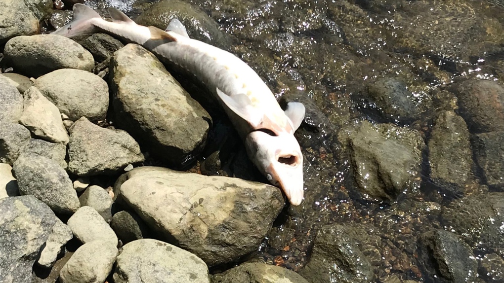 Ottawa River fish