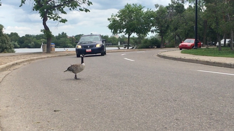 A goose stands in the road at Wascana Park. It proceeded to move out of the oncoming car’s way. (Cole Davenport/CTV Regina) 