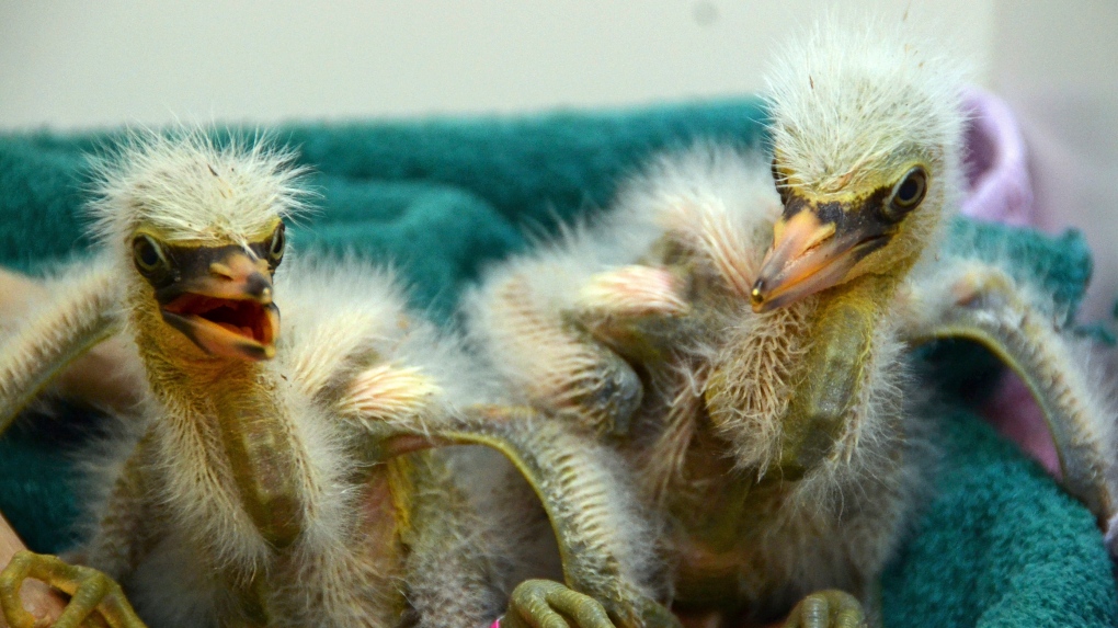 rescued heron chicks
