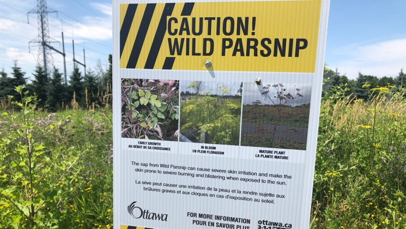 Wild Parsnip Caution signs along Akerson Road around South Kanata July 13, 2019.