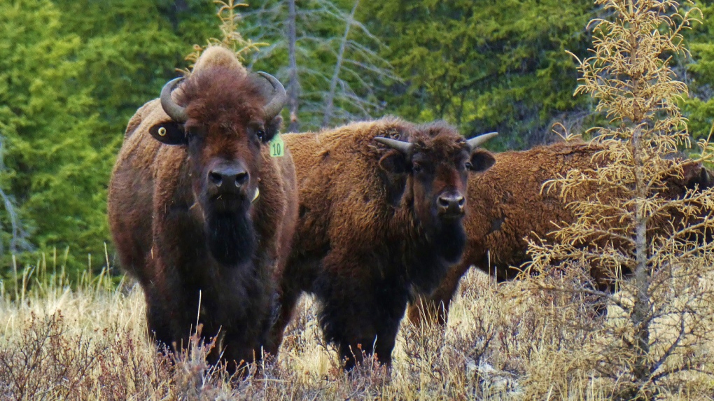 Banff bison
