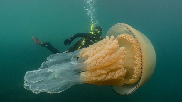 jellyfish 1