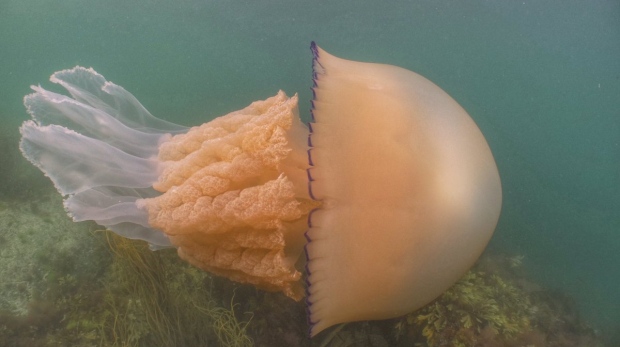 Human-sized jellyfish spotted off coast of England | CTV News