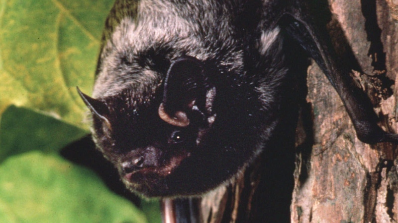 This is an undated photo of a silver-haired bat, the species most often associated with human rabies. (AP Photo/Merlin D. Tuttle, Bat Conservation International)