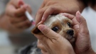 A dog owner gets her pet vaccinated for rabies at a government clinic in Taipei, Taiwan, Thursday, Aug. 1, 2013. (AP Photo/Wally Santana)