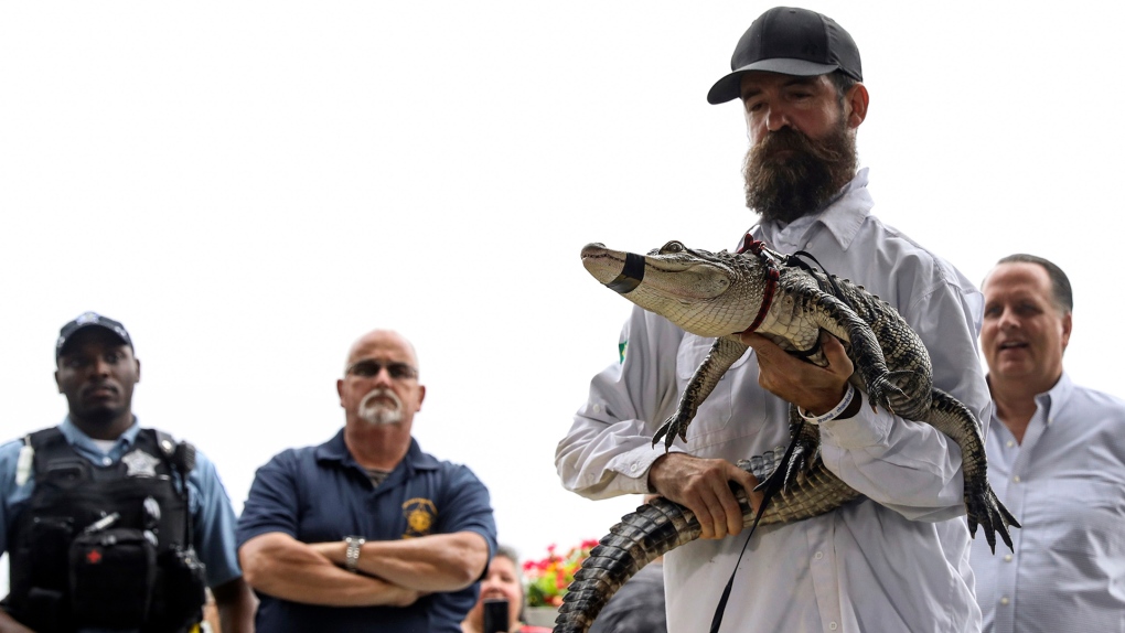 Florida alligator expert Frank Robb
