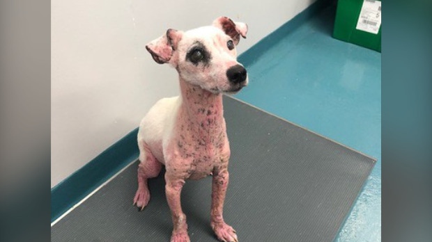 A dog with a severe skin infection