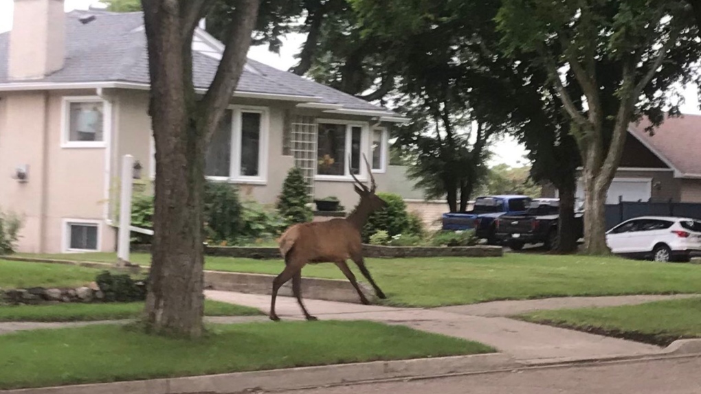 Elk on the loose
