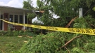 No one was hurt when a tree struck by lightning fell onto a pair of homes on Admiral Drive in London, Ont. on Friday, July 19, 2019. (Bryan Bicknell / CTV London)