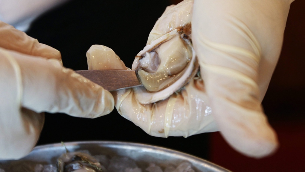Shucking a Pacific oyster