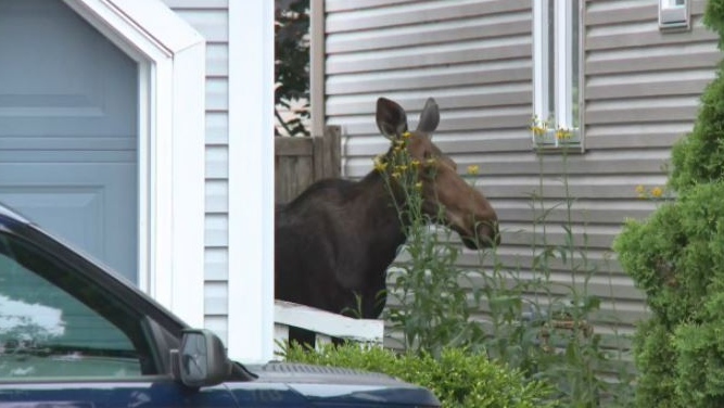 Moose visits Orleans