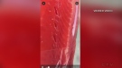 Viewer video sent to CTV News shows what looks like a parasite in salmon at an Ottawa Farm Boy