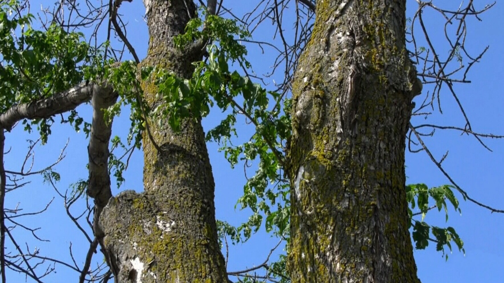 'Peg ash trees under double-threat
