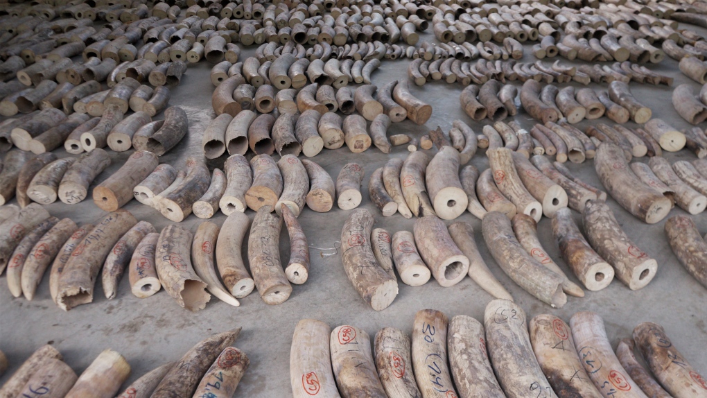  ivory tusks in Singapore